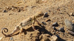 Phrynocephalus versicolor