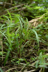 Carex alliiformis