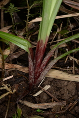 Carex alliiformis