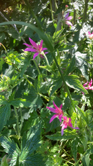 Geranium palustre