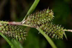 Carex alliiformis