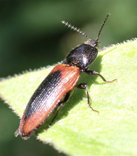 black-centered click beetle, De Geelders, Boxtel, North Brabant, NL, photo 8 of 10