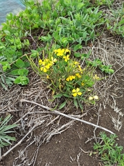 Erysimum amurense