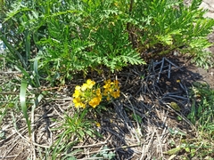 Erysimum amurense