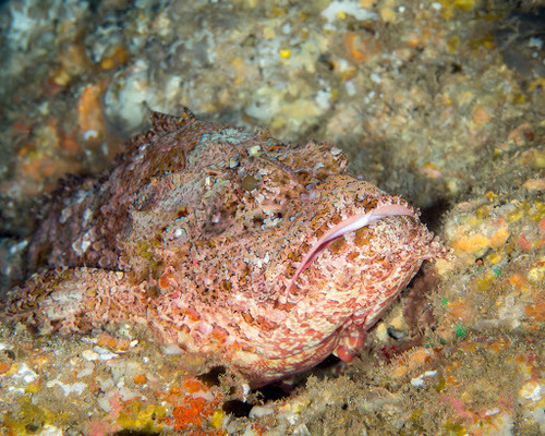 Titan scorpionfish (Scorpaenopsis cacopsis) — Scorpaenidae — 4