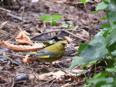 Chloris chloris aurantiiventris
