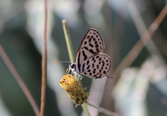 Tarucus theophrastus