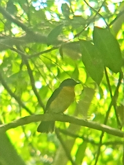 Cyornis rufigastra