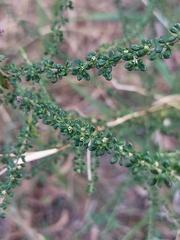 Olearia microphylla