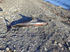 Delphinus delphis ponticus