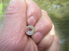 Lethenteron camtschaticum