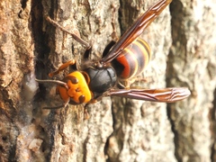 Vespa analis insularis