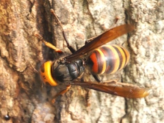 Vespa analis insularis