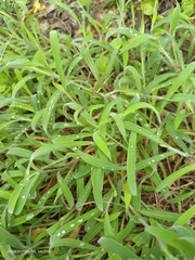 Ischaemum aristatum