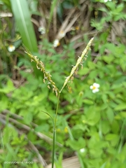 Ischaemum aristatum