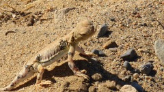 Phrynocephalus versicolor