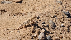 Phrynocephalus versicolor