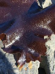 Sarcothalia crispata