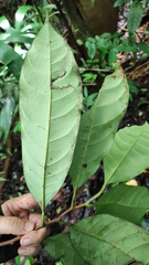 Image of Pouteria trilocularis