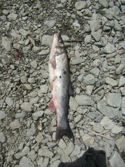 Pseudaspius