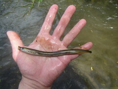 Lethenteron camtschaticum