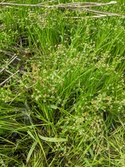 Juncus prismatocarpus leschenaultii