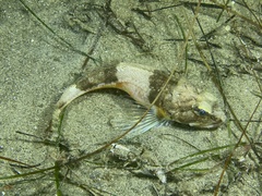 Chitonotus pugetensis