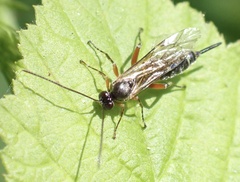 Itoplectis maculator