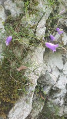 Campanula arvatica