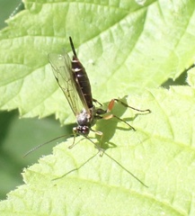 Itoplectis maculator