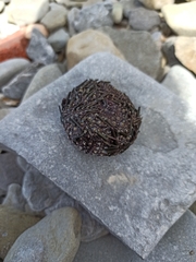 Mesocentrotus nudus