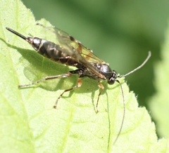 Itoplectis maculator