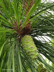 Pinus luchuensis