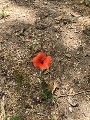 Papaver
