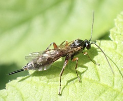 Itoplectis maculator