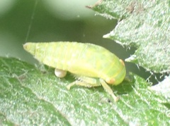 Iassus lanio