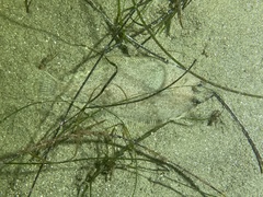 Citharichthys sordidus