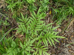 Pteris wulaiensis