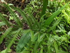 Pteris wulaiensis