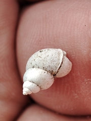 Bithynia tentaculata