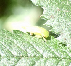 Iassus lanio