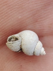 Bithynia tentaculata