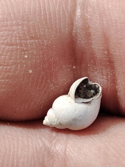 Bithynia tentaculata