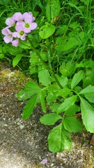 Cardamine raphanifolia