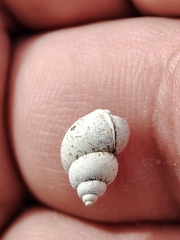 Bithynia tentaculata