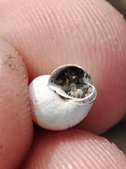 Bithynia tentaculata