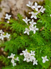 Asperula hirta