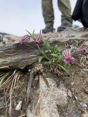 Silene uralensis