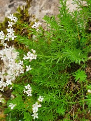 Asperula hirta