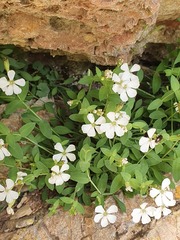 Petrocoptis glaucifolia